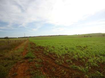 Fazenda 200 ha soja /milho canarana mt