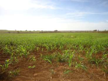 Fazenda 200 ha soja /milho canarana mt