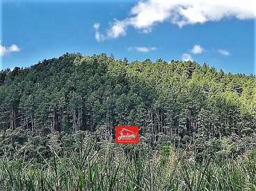 Fazenda e floresta de pinus a venda em-sp.