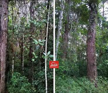 Fazenda e floresta de pinus a venda em-sp.