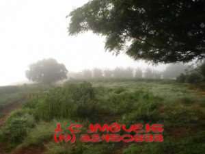 Fazenda de café em borda da mata - minas gerais