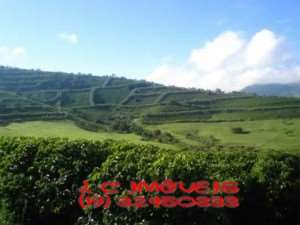 Fazenda de café em borda da mata - minas gerais