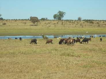 Fazenda em mato grosso