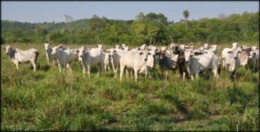 Fazenda de 950 ha