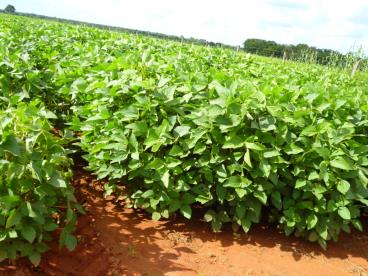 Fazenda pronta para soja