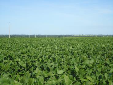 Fazenda pronta para soja