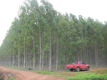 Fazenda para agricultura com 300 ha de eucalipto