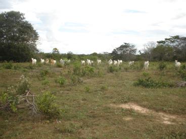 Venda de fazenda na regao de primavera do leste m