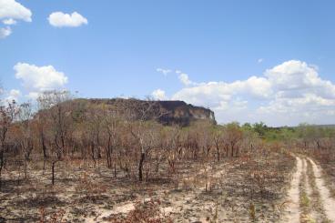 Fazenda para reflorestamento/pecuária