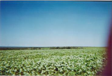 Fazenda no tocantins