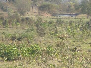 Fazenda de 1.000 ha