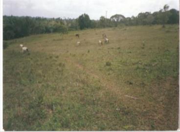 Fazendas cod.: 2001 - mata de sao joao/ba