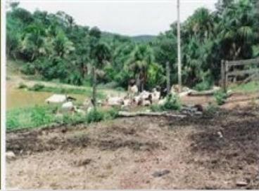 Fazendas cod.: 502 - santa cruz de goiás/go
