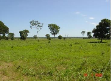 Fazendas cod.: 772 - brasilandia de minas/mg