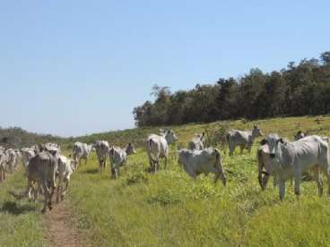 Fazenda de 840 ha