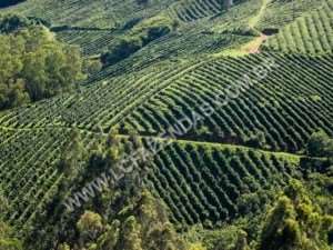 Fazenda de café certificada no sul de minas gerais