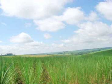 Fazenda parana cruzeiro doeste cana