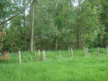 Fazenda a venda parana cruzeiro doeste eucalipto