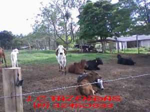 Fazenda em sao vicente de minas - minas gerais