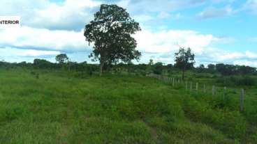 850 ha cuiabá mt (pecuária)