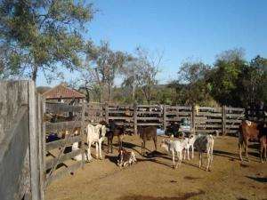 Fazenda em mairipotaba - go