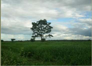 Fazendas cod.: 2530 - floresta do araguaia/pa