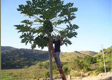 Fazendas cod.: 1436 - governador valadares/mg