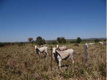 Chapada dos guimares mt (agricultura/pecuária)