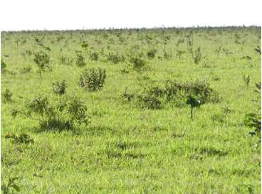 Santa rita do trivelato mt(pecuária/agricultura)