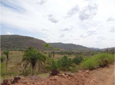 Fazenda de cultura (engorda de boi) 980 ha