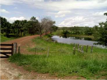 Primavera do leste mt (pecuária)