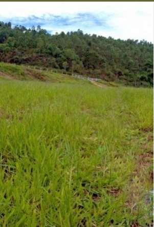 Fazendas cod.: 2882 - santa bárbara do monte verde