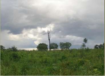 Fazendas cod.: 2530 - floresta do araguaia/pa