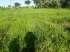 Fazenda a venda – 550ha