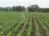 Terra ideal para soja e arroz - uruguai
