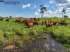 Campo a venda bernardo de irigoyen – misiones – ar