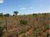 5.000 ha (40 minutos do eroporto de cuiabá mt)