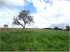 Guiratinga mt (agricultura - pecuária)