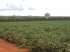 Fazenda 6.000ha no mt - 225