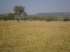 Fazenda aquidauana - 1280 ha