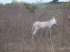 Fazenda com 55.000 ha em grajaú-ma