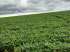 Fazenda soja 30000 hectares urucui-pi