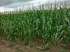 Fazenda soja 30000 hectares urucui-pi