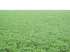 Fazenda soja/milho 17.800 hec agua boa mt