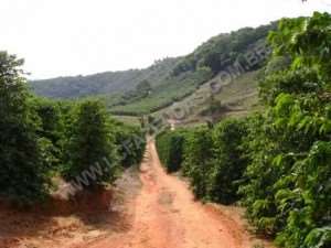 Fazenda em sao goncalo do sapucaí - minas gerais