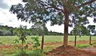 Fazenda 970 hectares nova crixás-go.