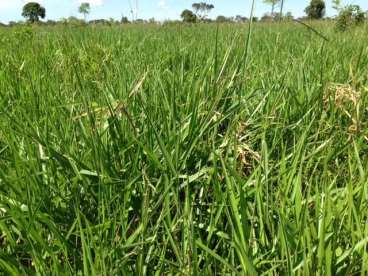 Fazenda 19.360 ha em cocalinho mt