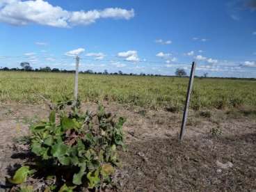 Fazenda 366 há - nova xavantina-mt