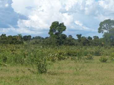 Fazenda 920ha em terenos - 205