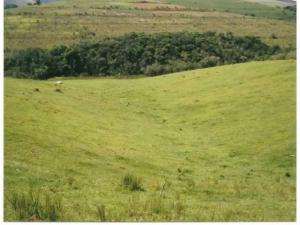 Fazenda em bependi - minas gerais